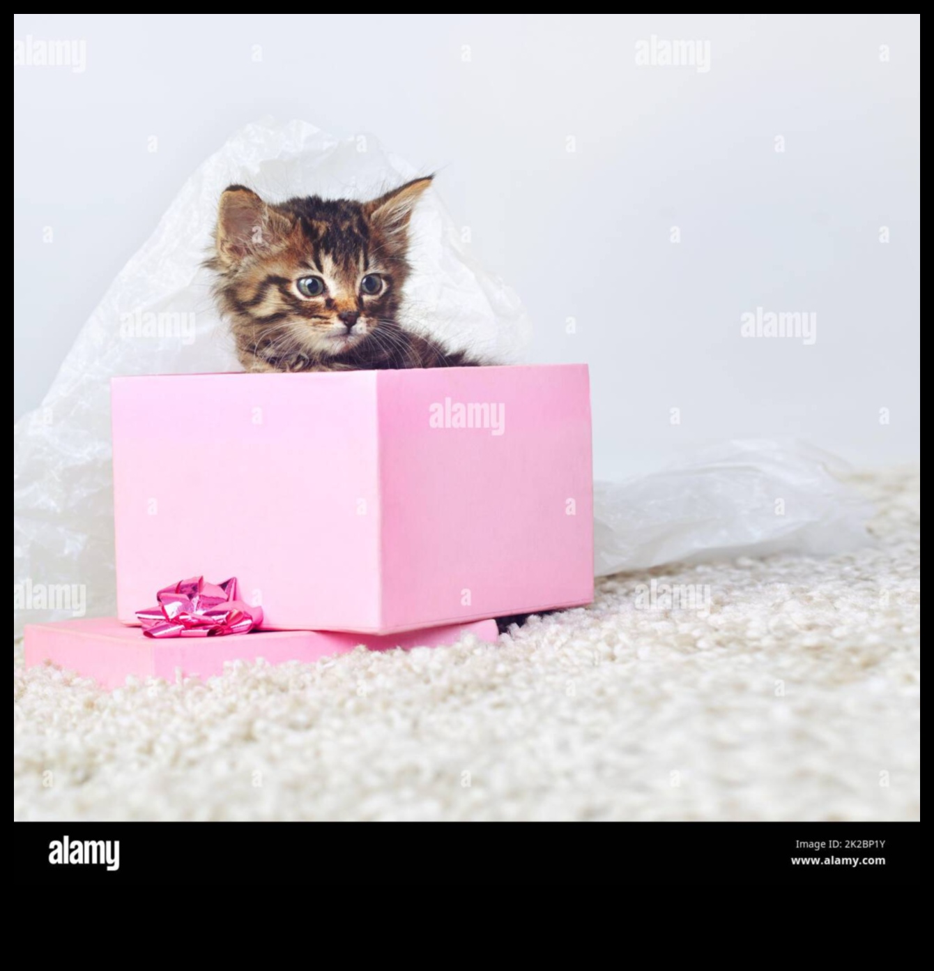 Κατοικίδια Το δώρο που συνεχίζει να δίνει 5 Δώρα DIY για λάτρεις των ζώων: Δώρα με επίκεντρο τα κατοικίδια