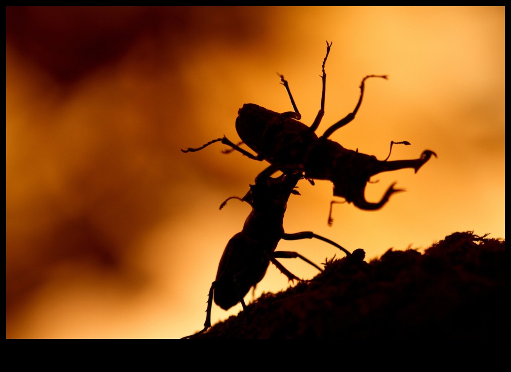 Οι περίπλοκες λεπτομέρειες αποκαλύφθηκαν Ένας οδηγός για να κατακτήσετε την τέχνη της μακρο φωτογραφίας 5 Αποκαλύφθηκαν περίπλοκες λεπτομέρειες: Mastering the Art of Macro Photography