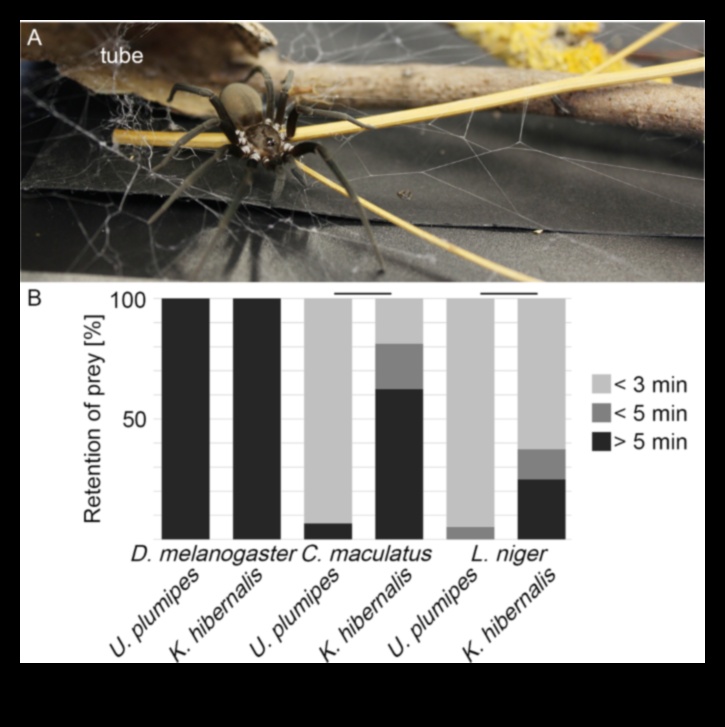The Social Weaver Spinning Threads of Connection σε ψηφιακούς ιστούς 4 The Social Weaver: Spinning Threads of Connection in Digital Webs