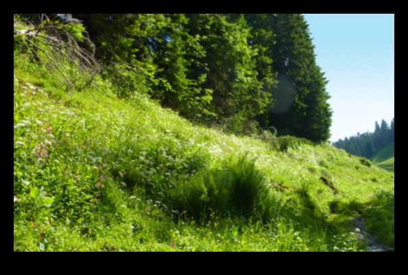 Πώς συμβάλλουν διαφορετικά οικοσυστήματα στη βιοποικιλότητα των τοπίων;