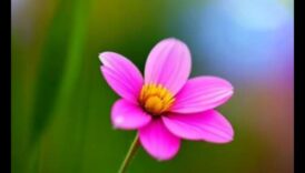 Bokeh Bliss Πώς να έχετε κατά νου να επιτύχετε ονειρικά φόντα στις πλάνα σας 3 Bokeh Bliss: Pro Techniques για την επίτευξη ονειρικών υποβάθρων