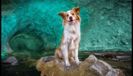 Photography Unleashed Διαβάστε μέσω τους στελέχη και απογειώστε τις δεξιότητές σας στο επόμενο βαθμός 5 Photography Unleashed: Βουτήξτε στη μαεστρία με την εκπαίδευση ειδικών