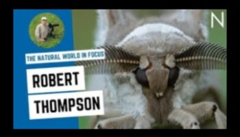 Ψηφιακή Τέχνη Εμπνευσμένη από τη Φύση: Pixels of Natural Beauty