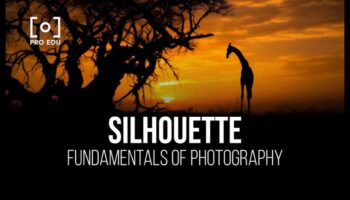 Dramatic Silhouettes: Pro Techniques for Striking Outline Photography