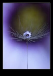 Αποκαλύφθηκαν περίπλοκες λεπτομέρειες: Mastering the Art of Macro Photography